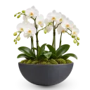 Phalaenopsis in anthracit planter